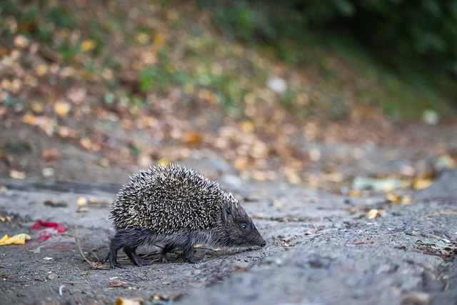 不得不调整 不得不调整